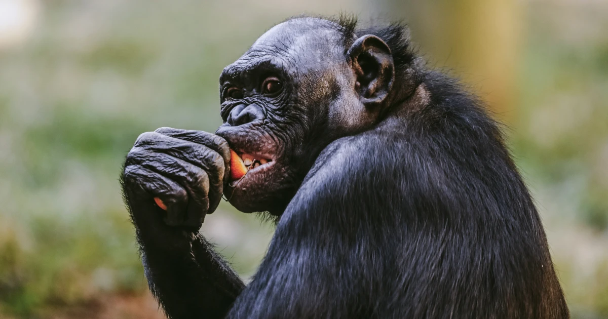 022726-memphis-zoo-bonobo-vsb-2038-f67987.jpg