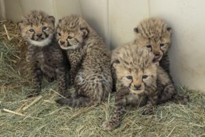 Four-male-cheetah-cubs-born-at-San-Diego-Zoo.jpg