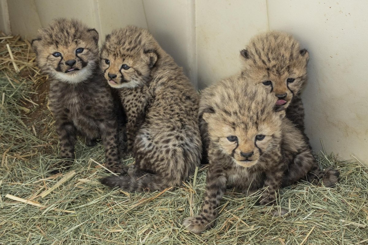 Four-male-cheetah-cubs-born-at-San-Diego-Zoo.jpg