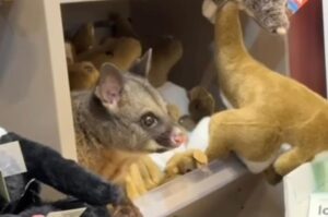 Live-possum-snuggles-stuffed-toys-at-Australian-airport-store.jpg