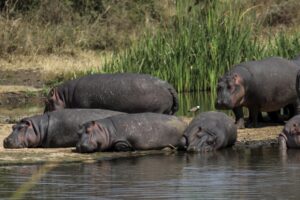 Colombia-to-cull-up-to-80-hippos-tied-to-late-drug-lord-Pablo-Escobar.jpg