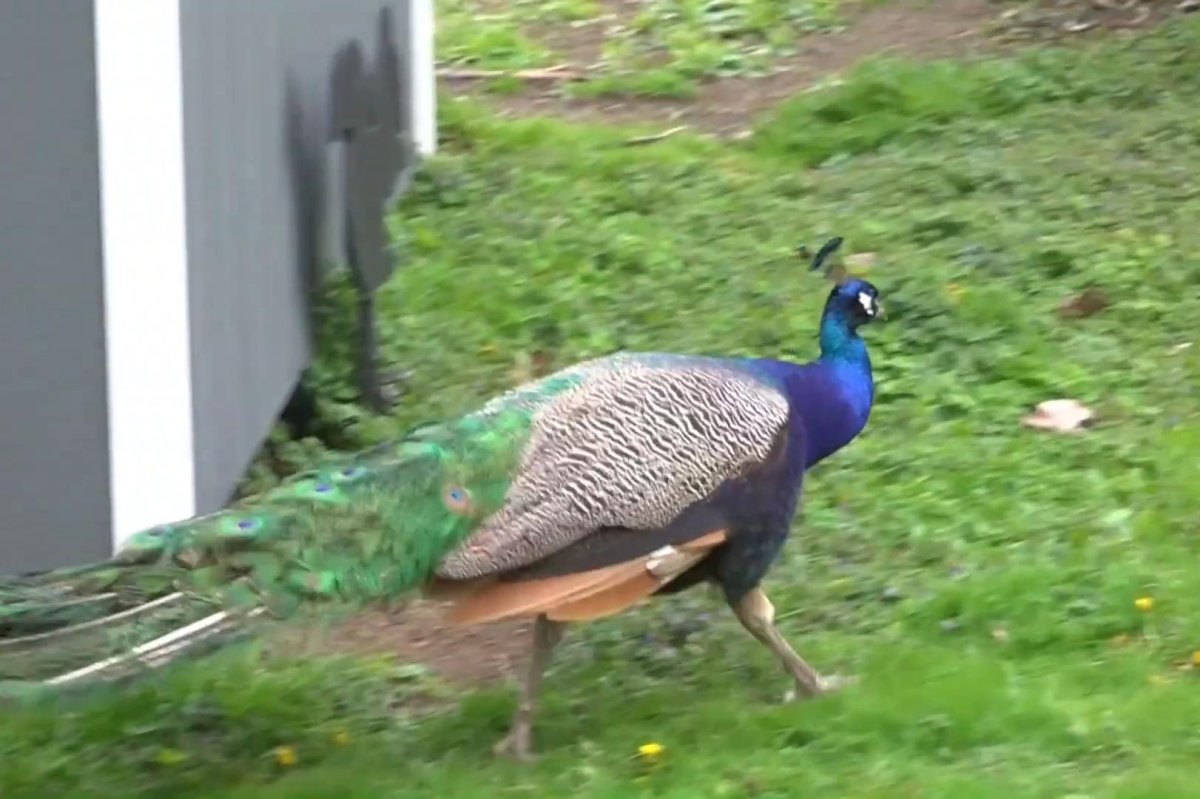 Connecticut-farm-owner-searching-for-escaped-peacock.jpg