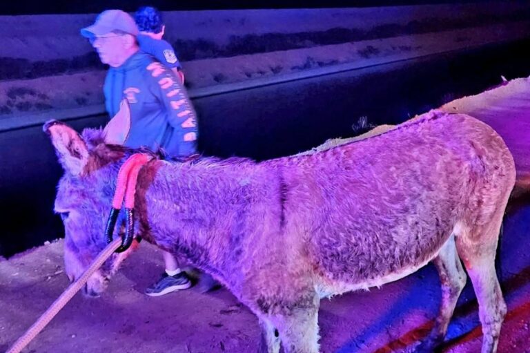 Firefighters-rescue-trapped-donkey-from-Arizona-canal.jpg