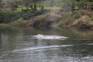 Gray_Whale_River_39969.jpg
