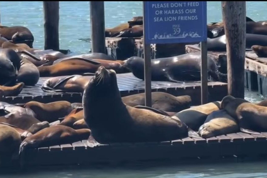 Massive-sea-lion-Chonkers-drawing-crowds-in-San-Francisco.jpg