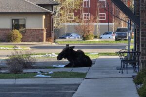 Moose-naps-outside-Montana-radio-station-The-Moose.jpg
