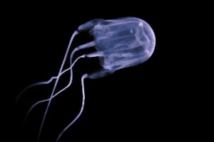 box-jellyfish.jpg