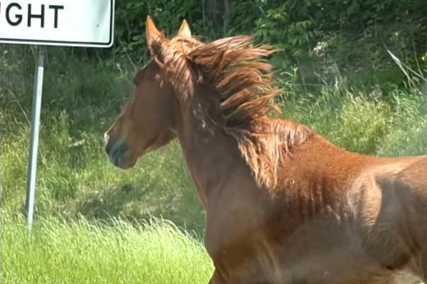 10-wild-mustangs-on-the-loose-in-North-Carolina.jpg