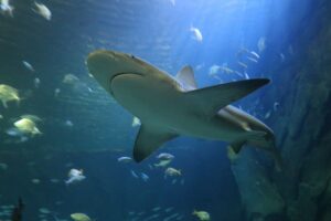 Australian-spearfisher-killed-in-shark-attack-off-Great-Barrier-Reef.jpg