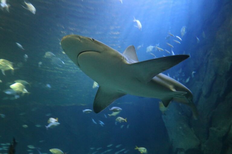 Australian-spearfisher-killed-in-shark-attack-off-Great-Barrier-Reef.jpg
