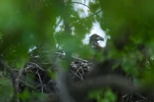 Baby_Eagles_Chicago_22173.jpg