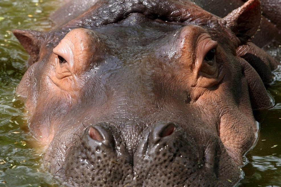 Colombia-asks-India-to-assess-relocation-of-80-hippos-to-avoid-culling.jpg