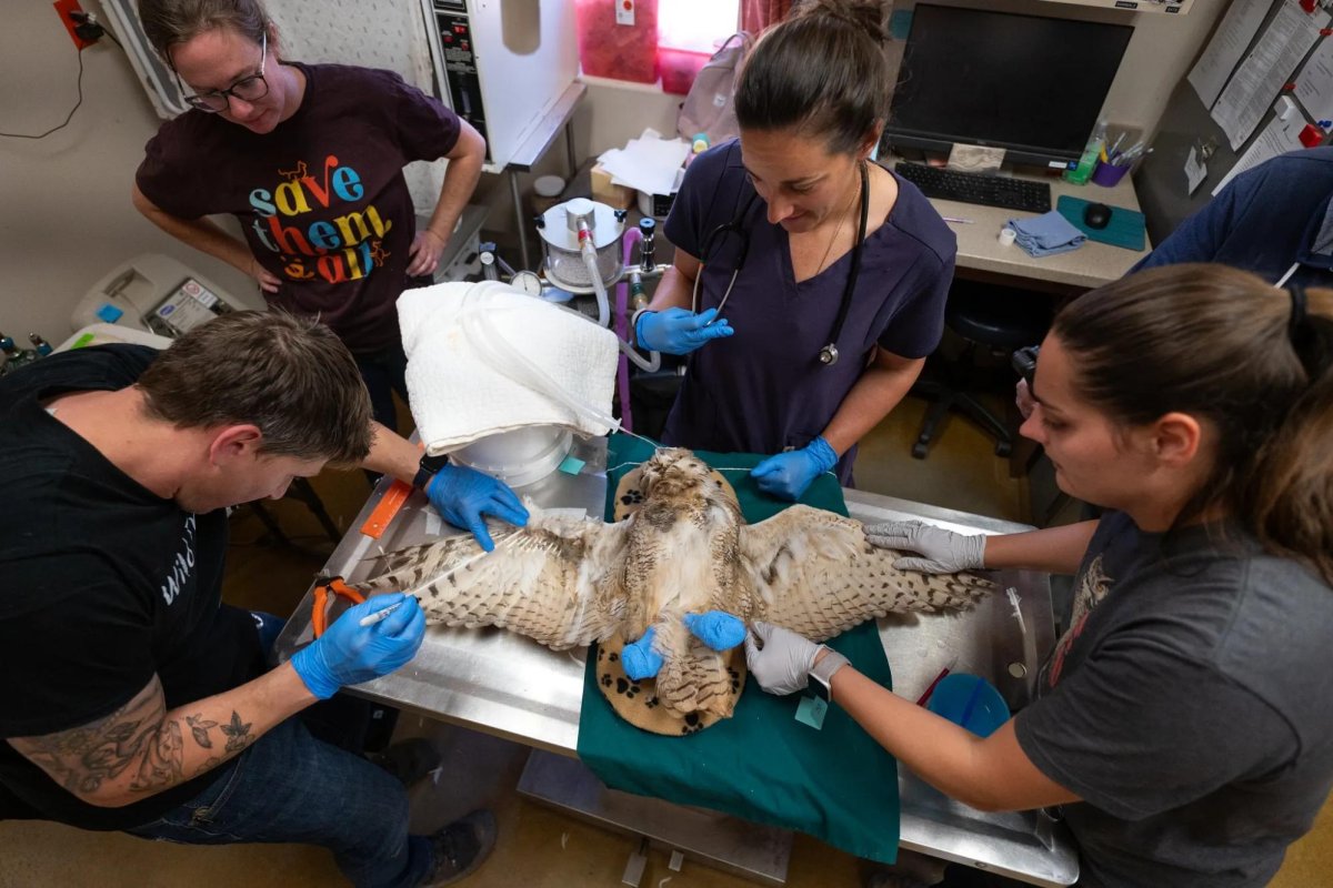 Concrete-covered-owl-returns-to-the-wild-after-feather-surgery.jpg