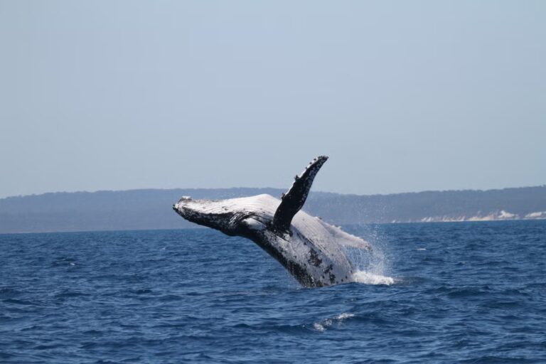 Humpback_Whale_Migration_8_8_6.jpg