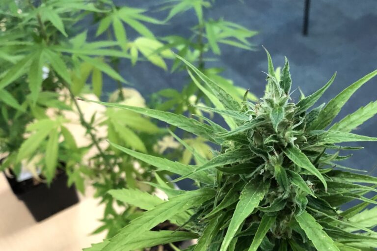 Judge-blocks-temporarily-blocks-Texas-ban-on-smokable-hemp.jpg