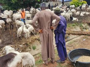 Men-at-the-flock-of-ram-at-the-Kubwa-Sallah-market-by-Federal-Housing-junction-beside-Zenith-House-a.webp