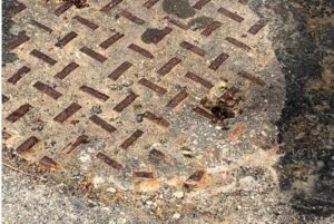 Neighbors-discover-bees-living-in-Philadelphia-sewer.jpg