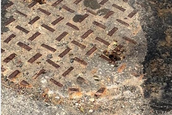 Neighbors-discover-bees-living-in-Philadelphia-sewer.jpg