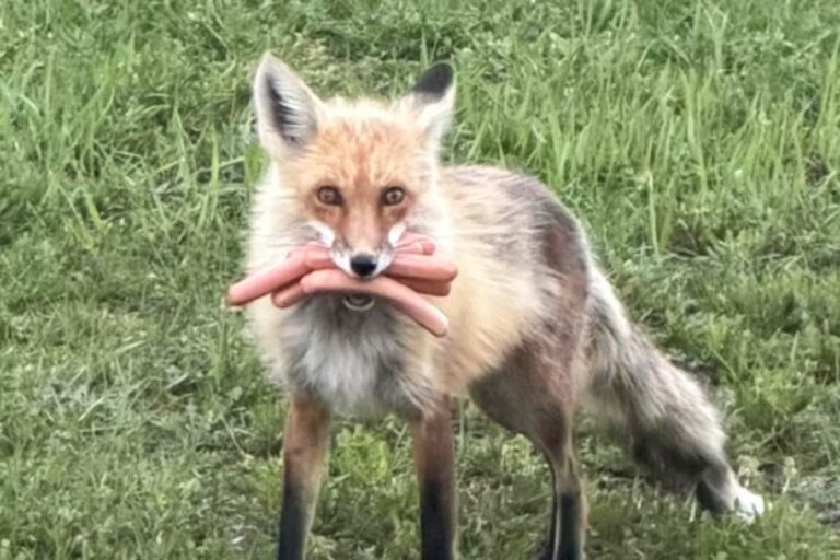 Screenshot-2026-05-16-at-10-59-33-AM.jpg