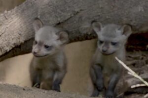Three-bat-eared-fox-kits-born-at-San-Diego-Zoo-Safari-Park.jpg