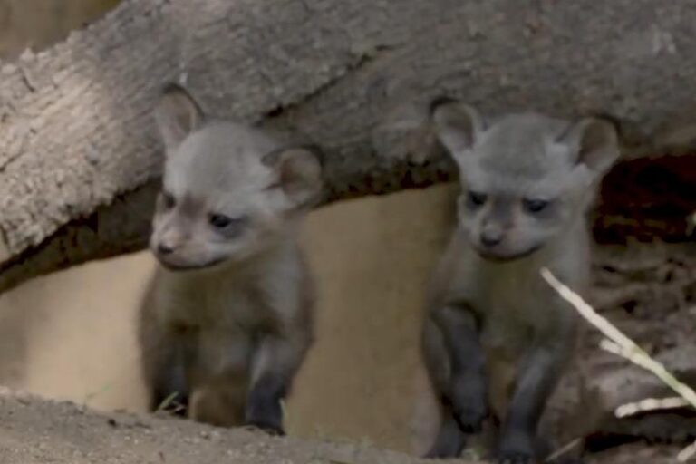 Three-bat-eared-fox-kits-born-at-San-Diego-Zoo-Safari-Park.jpg