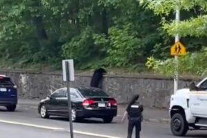 Wandering-black-bear-visits-two-Massachusetts-schools.jpg