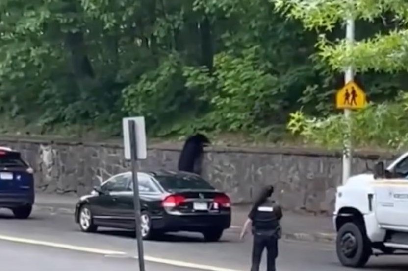 Wandering-black-bear-visits-two-Massachusetts-schools.jpg