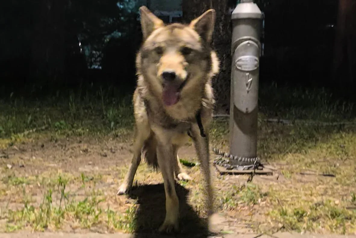 Wolf-kept-as-a-pet-escapes-gets-new-zoo-home.jpg