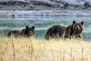 grizzly-bears.jpg