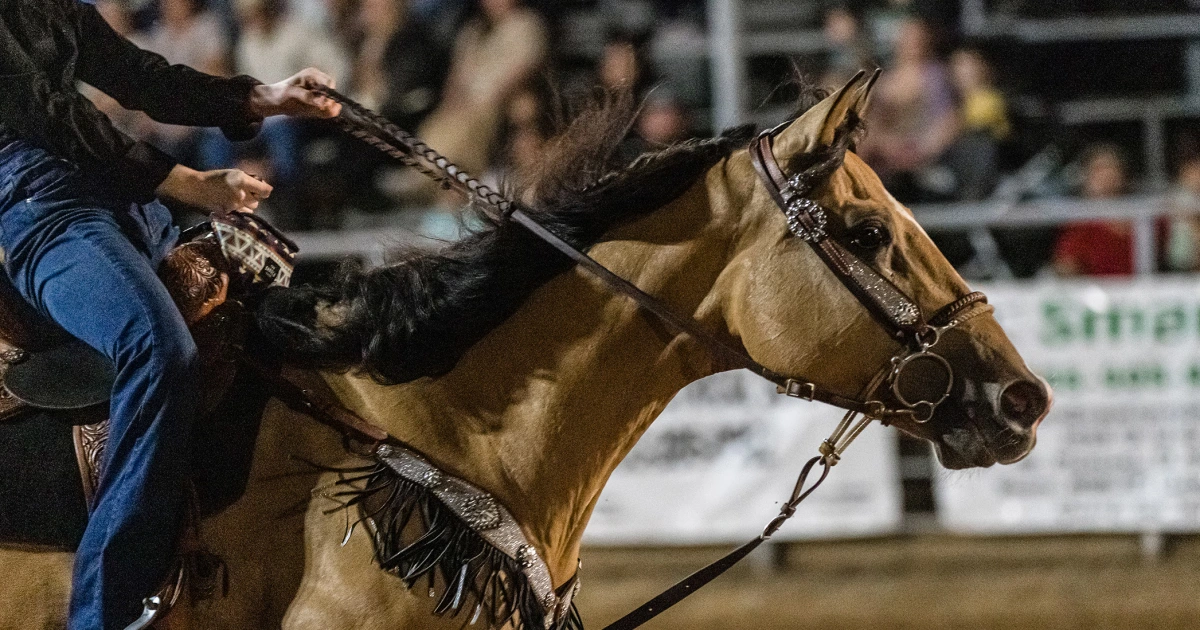 260601-Barrel-Horse-aa-514-63b029.jpg