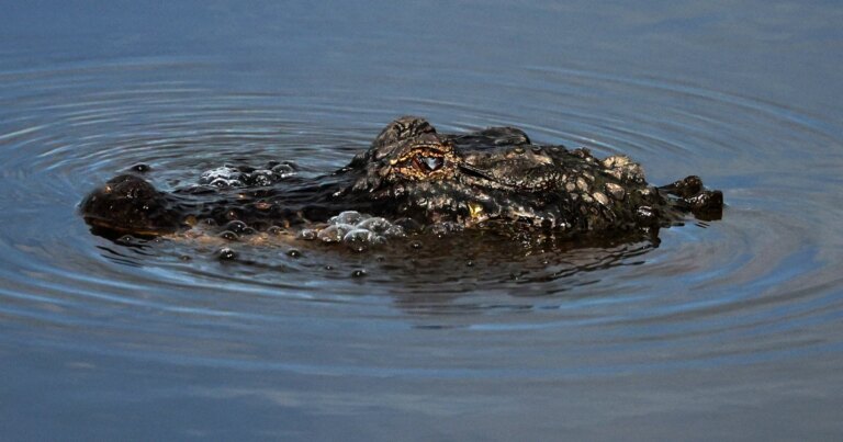 260608-alligator-vsb-2001-ef82fc.jpg