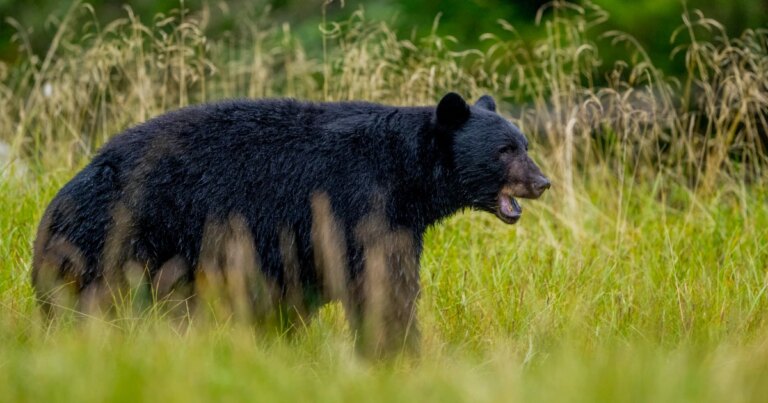 260609-black-bear-vsb-1720-4b60d0.jpg