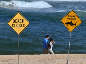 AFP__20250906__73L87PY__v1__HighRes__AustraliaShark-1757138880.jpg