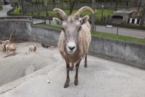 Bighorn-sheep-briefly-escapes-enclosure-at-Buffalo-Zoo-in-New-York.jpg