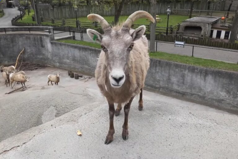 Bighorn-sheep-briefly-escapes-enclosure-at-Buffalo-Zoo-in-New-York.jpg