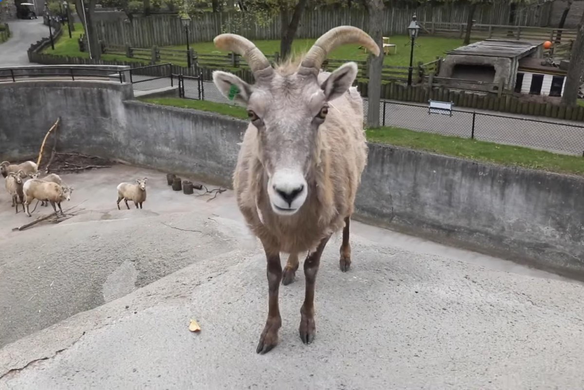 Bighorn-sheep-briefly-escapes-enclosure-at-Buffalo-Zoo-in-New-York.jpg