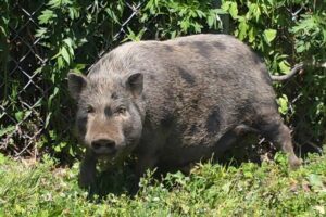 Connecticut-officers-respond-to-two-loose-pig-calls-in-one-day.jpg