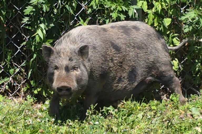 Connecticut-officers-respond-to-two-loose-pig-calls-in-one-day.jpg