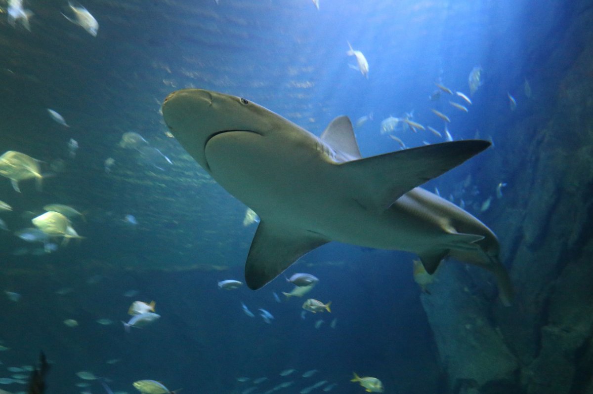 Diver-dies-in-third-fatal-shark-attack-off-Australia-in-four-weeks.jpg