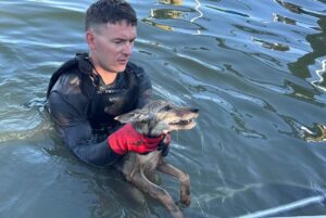 Dog-rescued-from-Florida-canal-turns-out-to-be-a-coyote.jpg