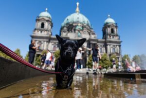 European-nations-break-more-records-amid-historic-heat-wave.jpg