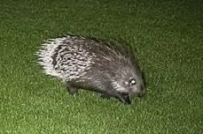 Expert-called-to-catch-loose-porcupine-recognizes-his-own-pet.jpg