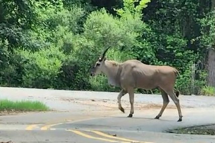 Loose-African-antelopes-presence-in-Louisiana-a-mystery.jpg