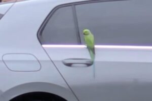 Loose-parakeet-blamed-for-damage-to-cars-in-Scotland.jpg
