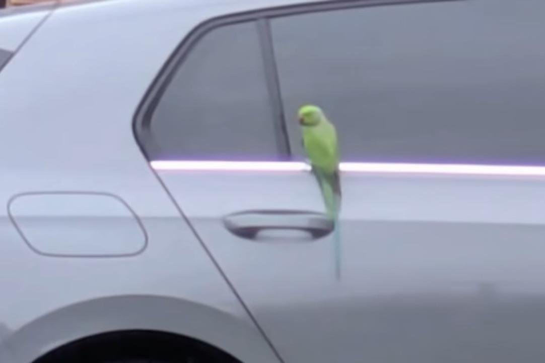 Loose-parakeet-blamed-for-damage-to-cars-in-Scotland.jpg