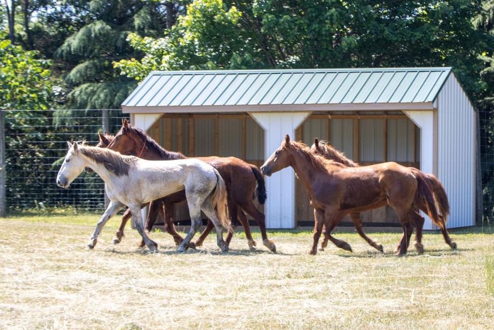 Nine-wild-mustangs-captured-in-NC-one-remains-on-the-loose.jpg