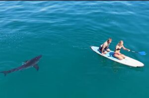 Paddleboarders-stalked-by-great-white-shark-off-California-coast.jpg
