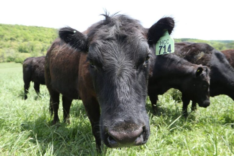 Second-New-World-Screwworm-case-confirmed-in-Texas-cattle.jpg