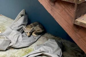 Trapped-coyote-rescued-from-walled-backyard-of-San-Francisco-home.jpg