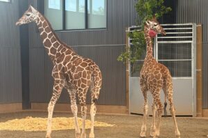 Virginia-missing-giraffe-calves.jpeg